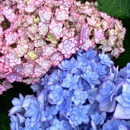 人気の八重先程アジサイ「ヒナマツリ ルナ」 アートフラワー bloom