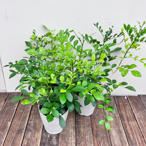 花が咲くと良い香りがする「オレンジジャスミン」ゲッキツ＊シルク