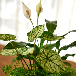 お部屋に緑を　観葉植物　寄せ植え　涼しげ爽やかな空気溢れる　空間に 5枚目の画像