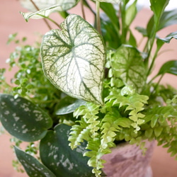 お部屋に緑を　観葉植物　寄せ植え　涼しげ爽やかな空気溢れる　空間に 2枚目の画像