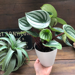 スイカぺぺ♡サンデルシー♡ぺぺロミア♡観葉植物♡ 8枚目の画像