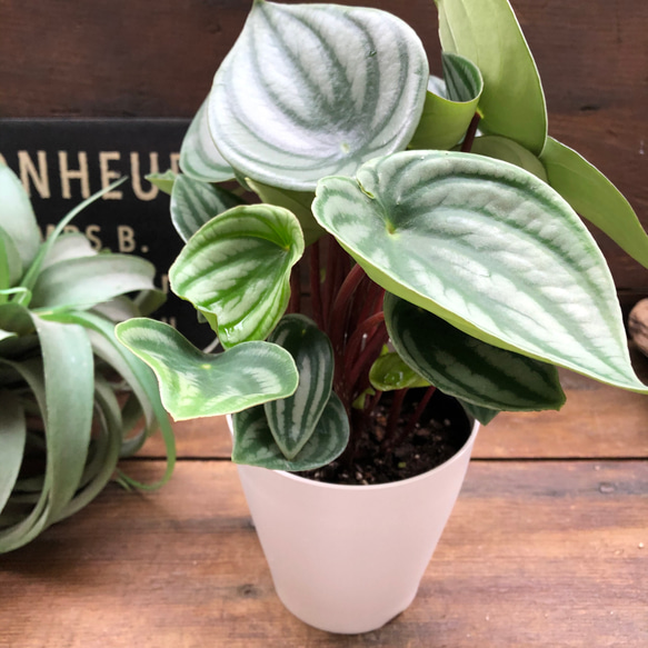 スイカぺぺ♡サンデルシー♡ぺぺロミア♡観葉植物♡ 6枚目の画像