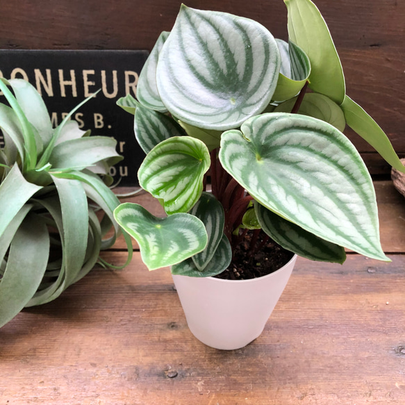 スイカぺぺ♡サンデルシー♡ぺぺロミア♡観葉植物♡ 5枚目の画像