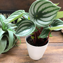 スイカぺぺ♡サンデルシー♡ぺぺロミア♡観葉植物♡ 10枚目の画像