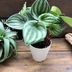 スイカぺぺ♡サンデルシー♡ぺぺロミア♡観葉植物♡ 15枚目の画像