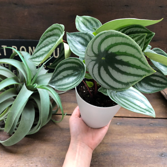 スイカぺぺ♡サンデルシー♡ぺぺロミア♡観葉植物♡ 17枚目の画像