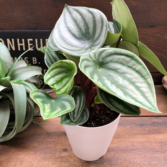 スイカぺぺ♡サンデルシー♡ぺぺロミア♡観葉植物♡ 11枚目の画像