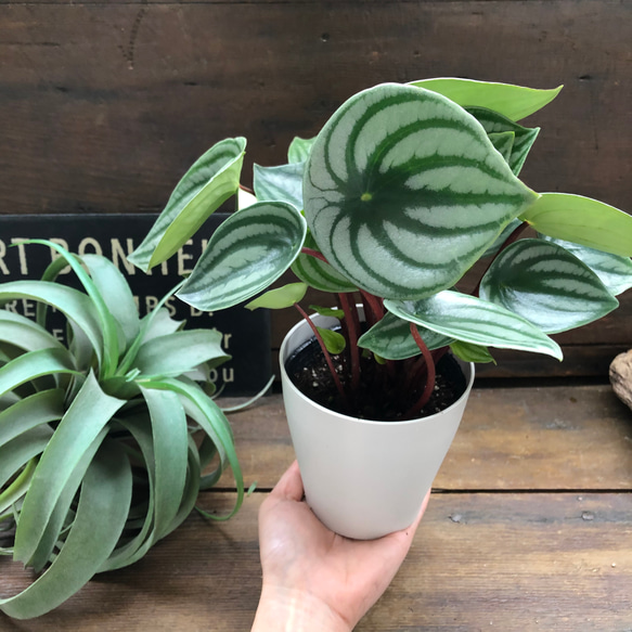 スイカぺぺ♡サンデルシー♡ぺぺロミア♡観葉植物♡ 13枚目の画像