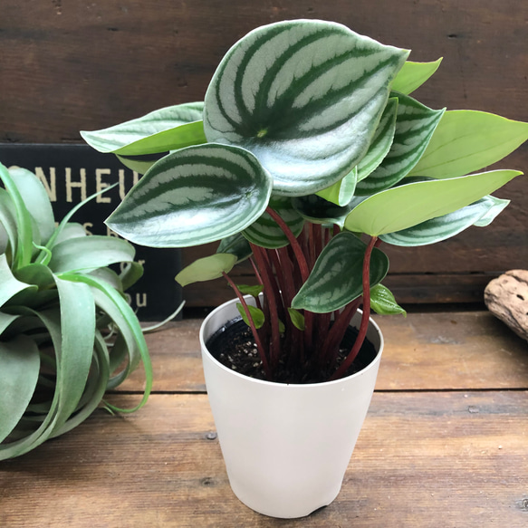 スイカぺぺ♡サンデルシー♡ぺぺロミア♡観葉植物♡ 2枚目の画像