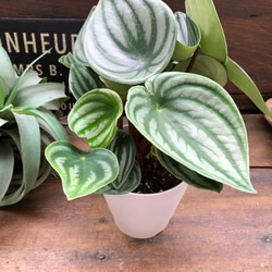 スイカぺぺ♡サンデルシー♡ぺぺロミア♡観葉植物♡ 9枚目の画像