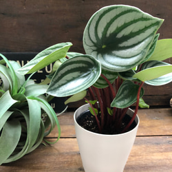 スイカぺぺ♡サンデルシー♡ぺぺロミア♡観葉植物♡ 4枚目の画像