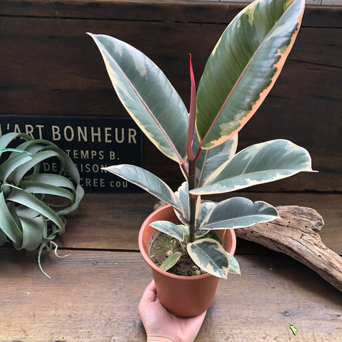 フィカス　ティネケ　選抜変わり斑　５号鉢つき　3株セット❗写真２枚目兄弟株です フィカス ティネケ 選抜変わり斑 5号鉢つき 3株セット❗写真2枚目