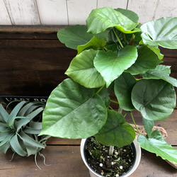 大きなサイズ♡ウンベラータ♡観葉植物♡お部屋に♡ 10枚目の画像