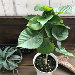 大きなサイズ♡ウンベラータ♡観葉植物♡お部屋に♡ 13枚目の画像