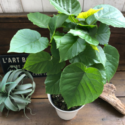 大きなサイズ♡ウンベラータ♡観葉植物♡お部屋に♡ 15枚目の画像