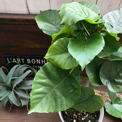 大きなサイズ♡ウンベラータ♡観葉植物♡お部屋に♡ 18枚目の画像