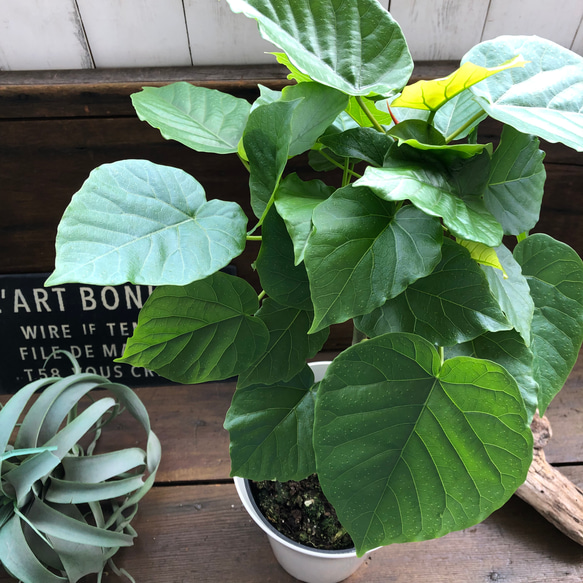 大きなサイズ♡ウンベラータ♡観葉植物♡お部屋に♡ 11枚目の画像