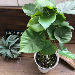 大きなサイズ♡ウンベラータ♡観葉植物♡お部屋に♡ 12枚目の画像