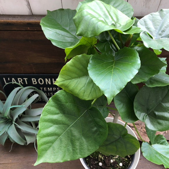 大きなサイズ♡ウンベラータ♡観葉植物♡お部屋に♡ 6枚目の画像