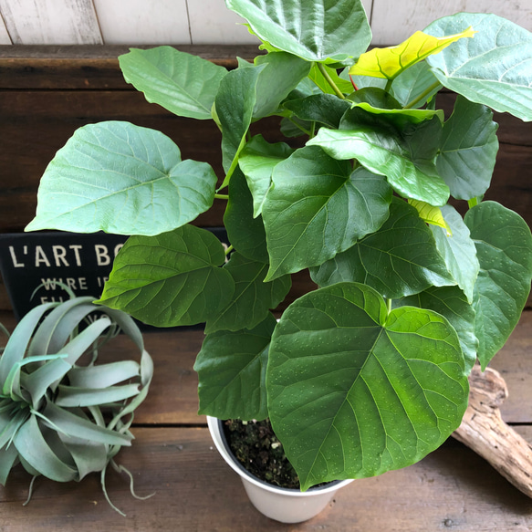 大きなサイズ♡ウンベラータ♡観葉植物♡お部屋に♡ 19枚目の画像