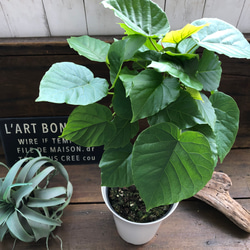 大きなサイズ♡ウンベラータ♡観葉植物♡お部屋に♡ 9枚目の画像