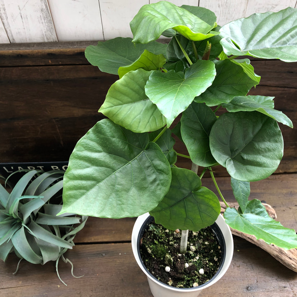 大きなサイズ♡ウンベラータ♡観葉植物♡お部屋に♡ 8枚目の画像