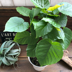 大きなサイズ♡ウンベラータ♡観葉植物♡お部屋に♡ 5枚目の画像