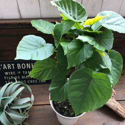 大きなサイズ♡ウンベラータ♡観葉植物♡お部屋に♡ 7枚目の画像