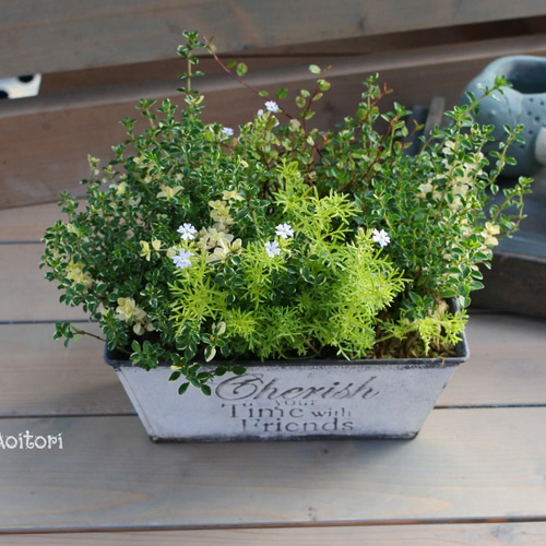 タイムとオーレアのちいさな寄せ植え.｡ その他インテリア雑貨