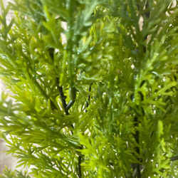 光触媒　人工観葉植物　ウォールグリーン　フェイク　フラワー　ゴールドクレスト7 6枚目の画像