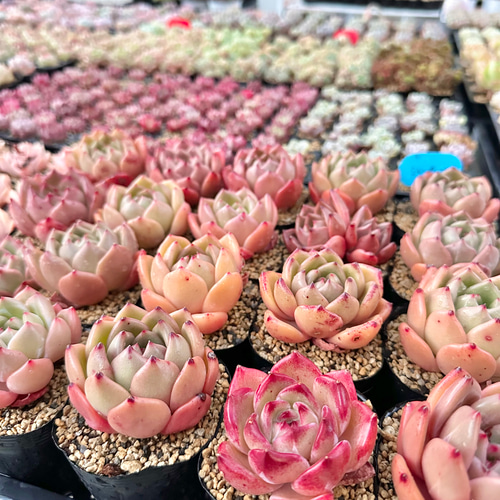 ☆まるちゃん☆多肉植物エケベリア❗訳あり苗＆在庫処分セット❗寄植えMIX 2025年最新】多肉 エケベリア セットの人気アイテム - メルカリ