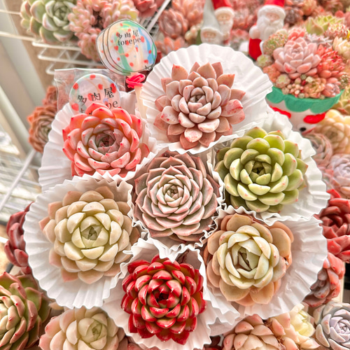 お得なエケベリア多肉植物おまかせ6ポットセット 多肉植物 Pure お得なエケベリア多肉植物おまかせ6ポットセット 多肉植物 Pure