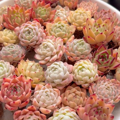 ☆まるちゃん☆多肉植物エケベリア❗訳あり苗＆在庫処分セット❗寄植えMIX ☆まるちゃん様専用☆多肉植物エケベリア☆寄植えMIX☆訳あり＆