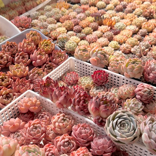 夏の応援割り10%off！多肉植物 数量限定 多肉屋トレペ 厳選