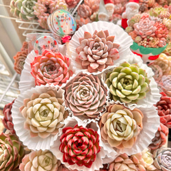 多肉植物 数量限定 多肉屋トレペ 厳選めちゃ可愛い子ちゃん7品種セット