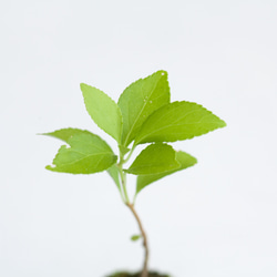 ツルウメモドキの苔玉 (蔓梅擬) 実生, ミニ盆栽, 植物 3枚目の画像