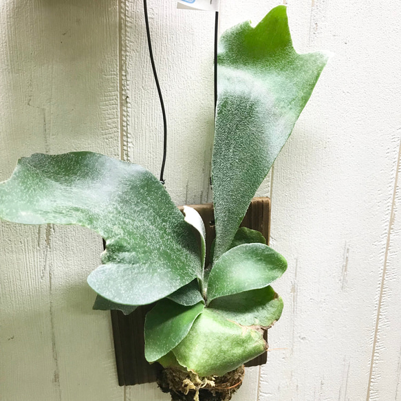 ビカクシダ 3株 観葉植物 B-1