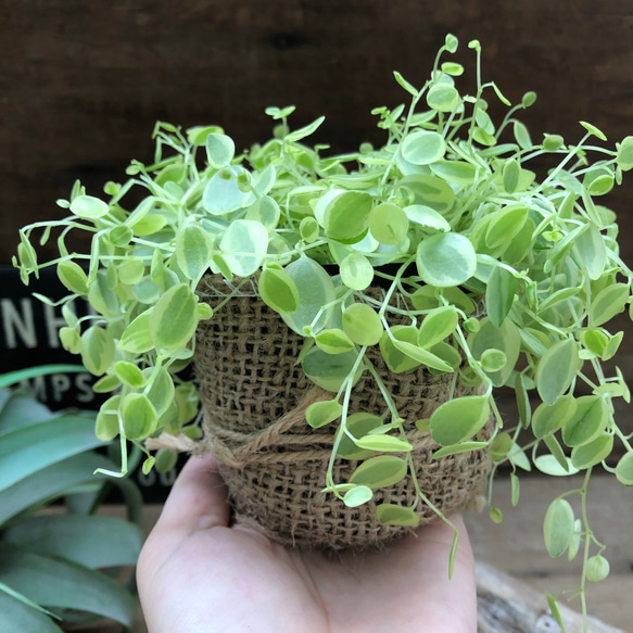 真亜子♡ペペロミア♡希少♡斑入り♡観葉植物 5枚目の画像