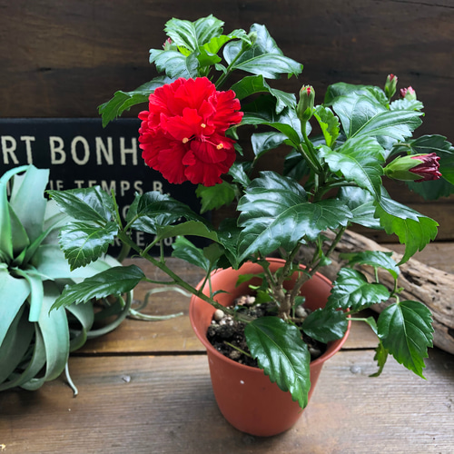 アートソン製全身タイツ ハイビスカスレッド アートソン製全身タイツ