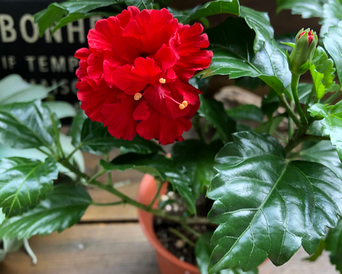 c450c83ce15465c1b3961ee314e2a6