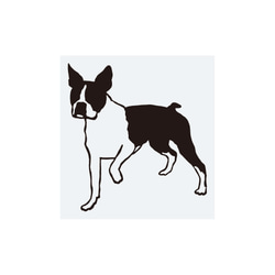 犬ステッカー　ボストンテリア2 1枚目の画像