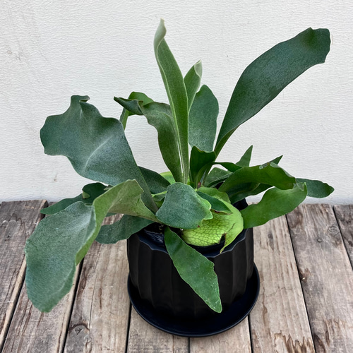 コウモリラン」「ビカクシダ」ビフルカツム＊コロンとしたかわいい陶器