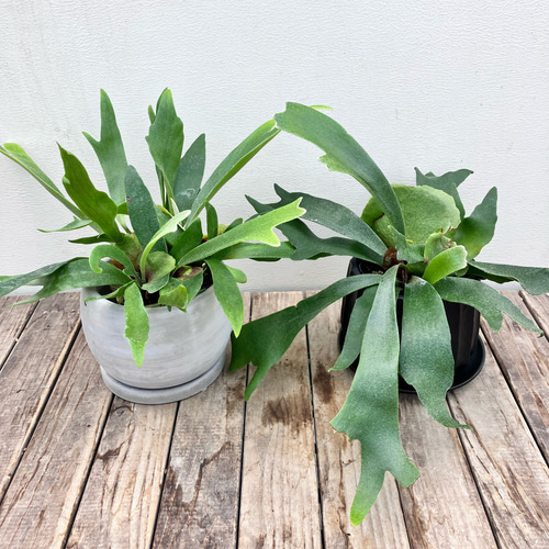 コウモリラン」「ビカクシダ」ビフルカツム＊コロンとしたかわいい陶器