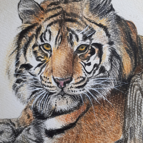 色鉛筆画 Tiger 絵画 makochin 通販｜Creema(クリーマ) 14089888