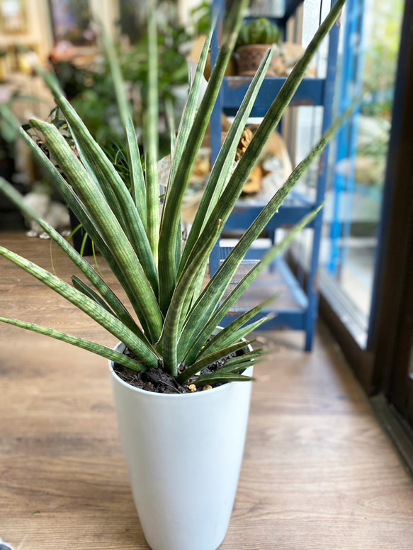 観葉植物】サンスベリア シルバーニンフ 6号 送料無料 その他