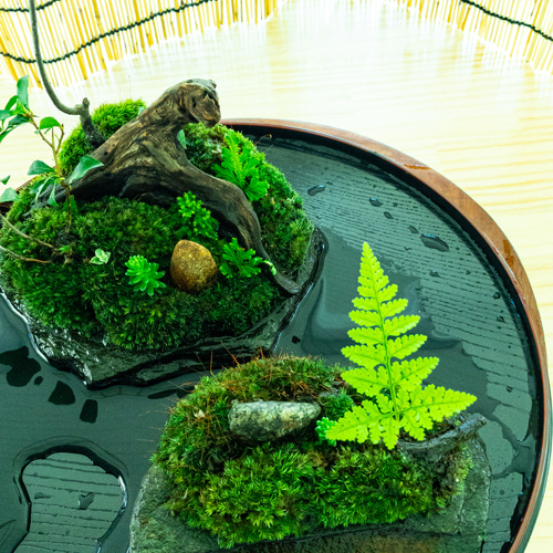 苔、苔テラリウム、苔島、苔盆栽、苔盆景、苔島親子島 その他