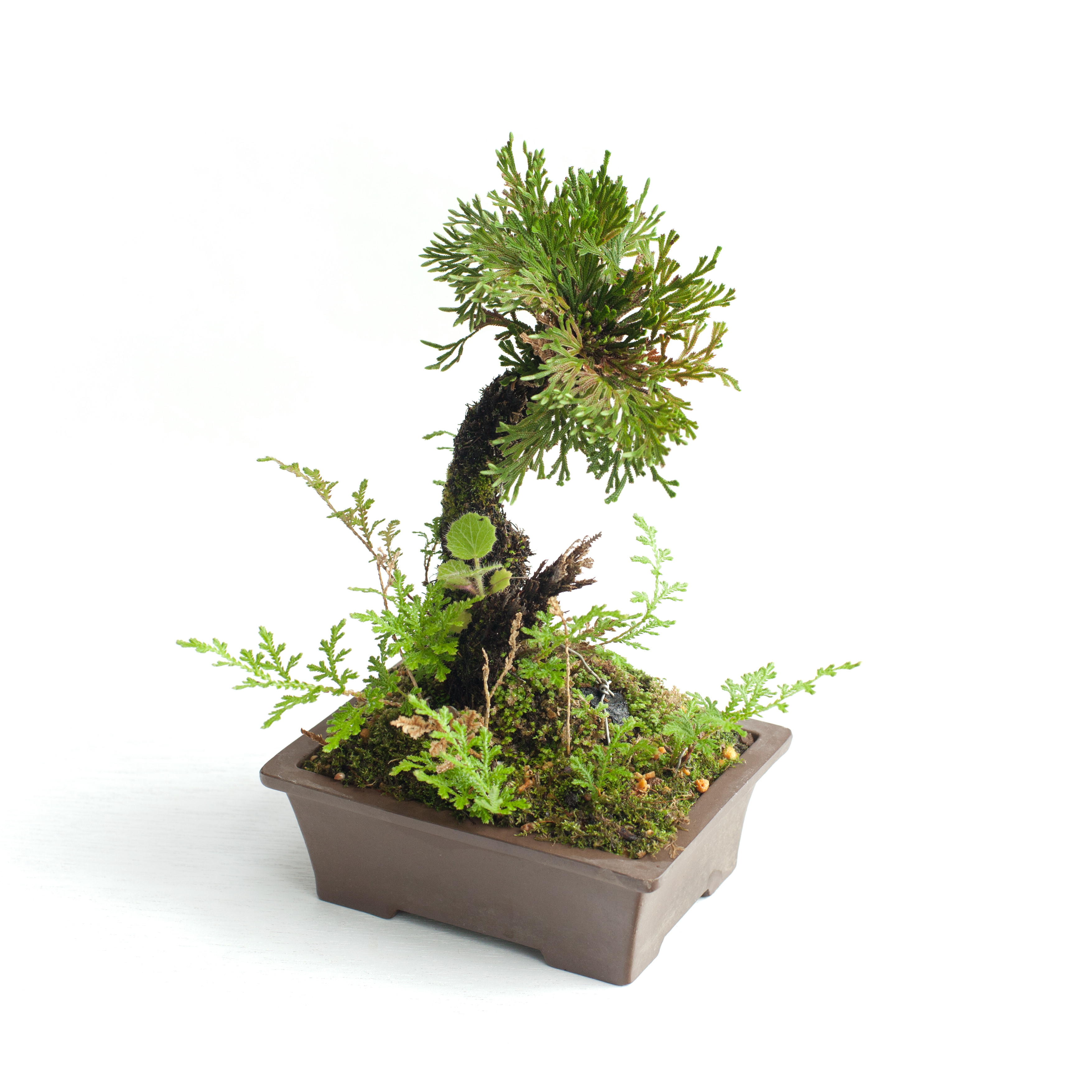 イワヒバ1年苗 50株(抜き苗) [岩ヒバ 岩檜葉 岩松 盆栽]