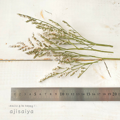 タタリカ 国産 ナチュラル ＜ドライフラワー＞ その他素材 ちいさな