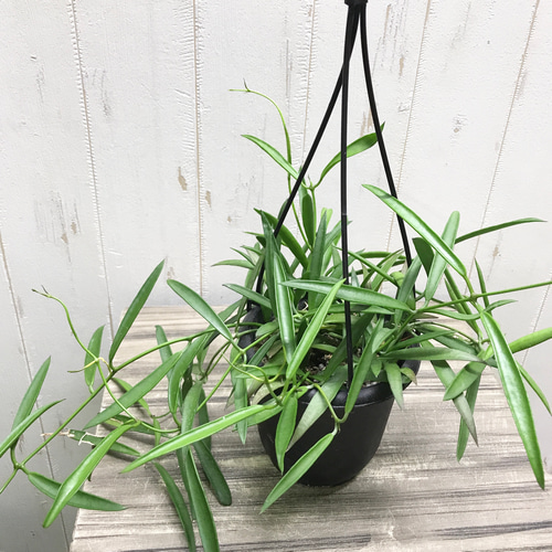ホヤ　hoya シェパーディ　3号　吊り鉢　① 珍種 ホヤ シェパーリ Hoya shepherdii サクララン 吊り鉢 その他