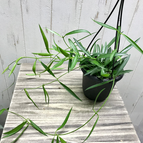 珍種 ホヤ シェパーリ Hoya shepherdii サクララン 吊り鉢 その他